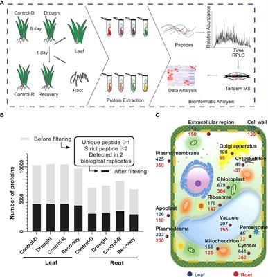 Proteomic analysis of leaves and roots during drought stress and recovery in Setaria italica L.